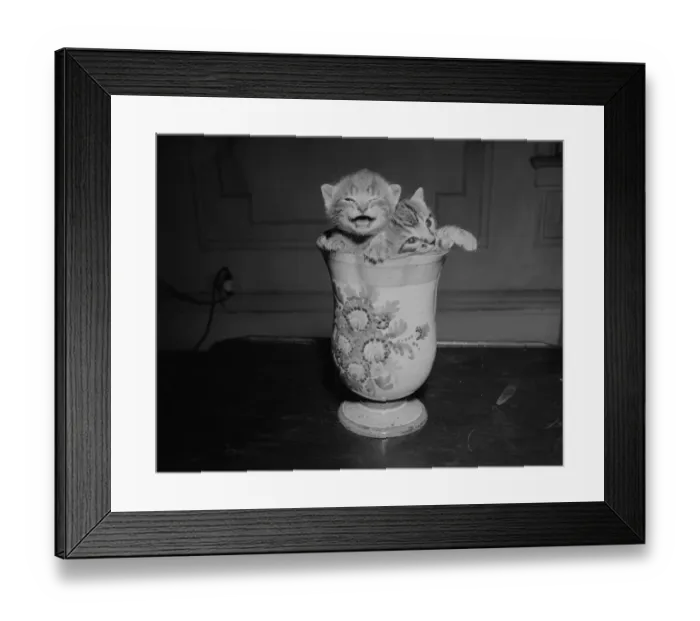Framed Print : Two kittens in vase, meowing Framed Print : Two kittens in vase, meowing