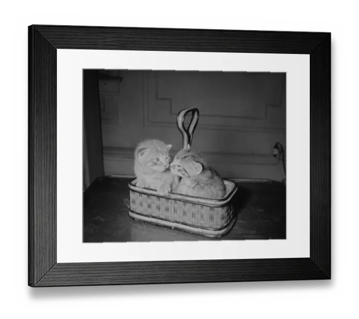 Framed Print : Two kittens in basket, house interior Framed Print : Two kittens in basket, house interior