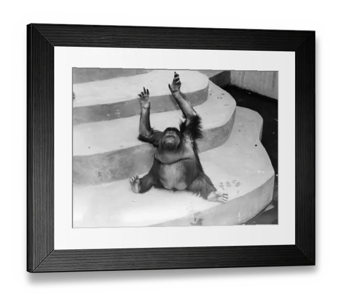 Framed Print : Orangutan (Pongo pygmaeus) sitting on concrete steps in zoo Framed Print : Orangutan (Pongo pygmaeus) sitting on concrete steps in zoo