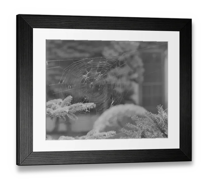Framed Print : Close-up of spider web on fir tree Framed Print : Close-up of spider web on fir tree