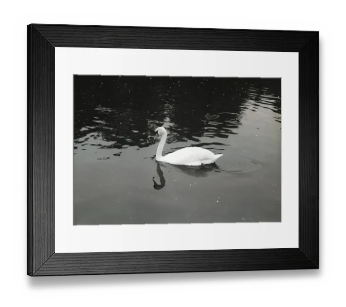 Framed Print : Swan on lake Framed Print : Swan on lake