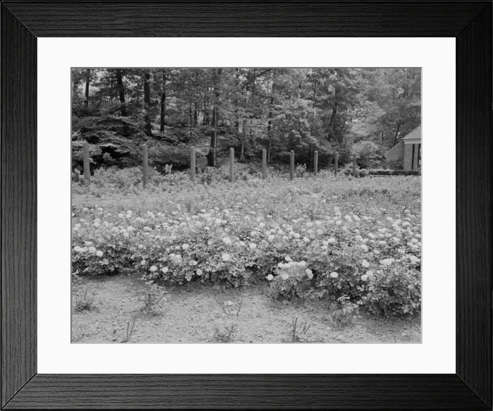 Framed Print : Rows of roses in garden