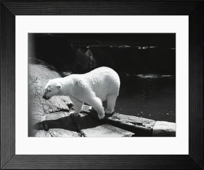 Framed Print : Polar bear in zoo Framed Print : Polar bear in zoo