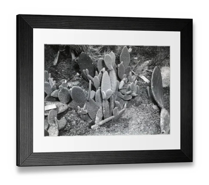 Framed Print : Cacti Framed Print : Cacti