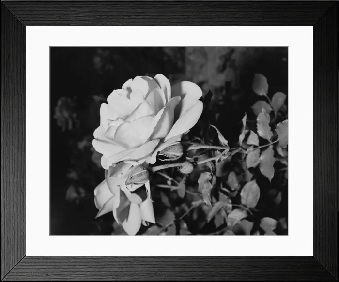 Framed Print : White rose, close-up Framed Print : White rose, close-up