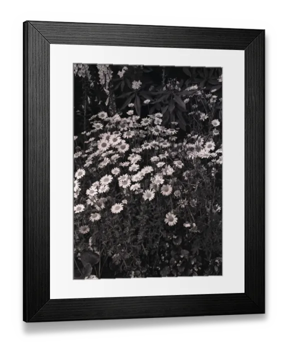 Framed Print : Group of oxeye daisies Framed Print : Group of oxeye daisies