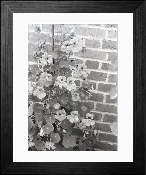 Framed Print : Nasturtium growing by brick wall Framed Print : Nasturtium growing by brick wall