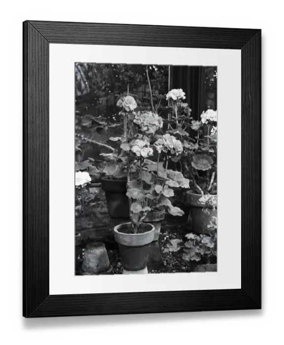 Framed Print : Potted Pelargonium flowers Framed Print : Potted Pelargonium flowers