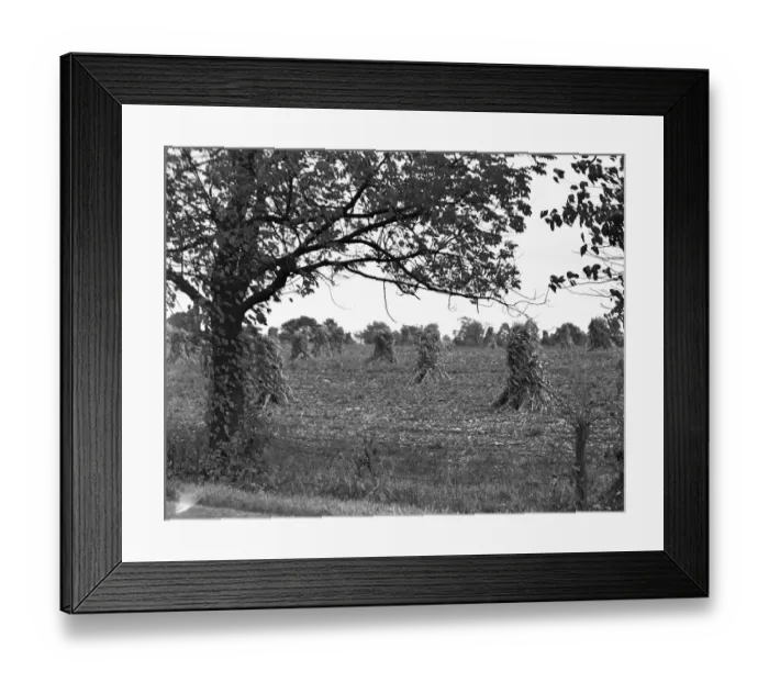 Framed Print : Rural scene