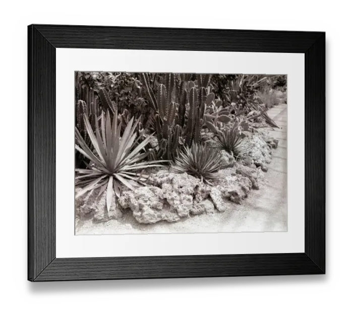 Framed Print : Cacti in garden Framed Print : Cacti in garden