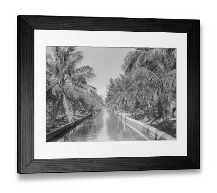 Framed Print : Canal lined with palm trees Framed Print : Canal lined with palm trees