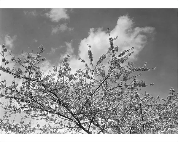 Blooming tree, (B&W), low angle view
