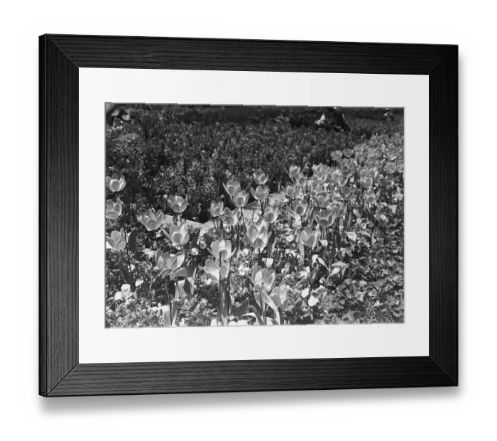 Framed Print : Flowerbed, (B&W), close-up