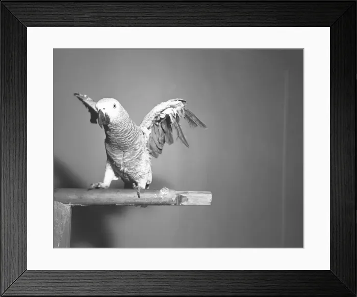 Framed Print : Parrot sitting on stick, (B&W) Framed Print : Parrot sitting on stick, (B&W)
