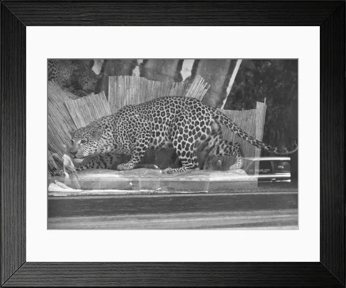 Framed Print : Stuffed leopard in glass-case, (B&W)
