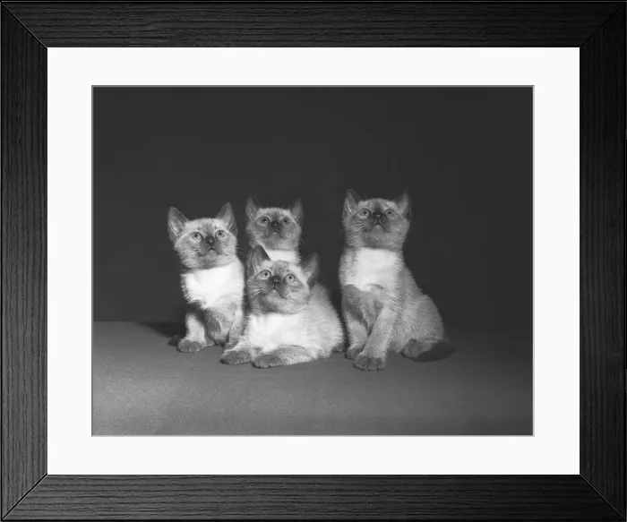 Framed Print : Siamese kittens looking up, (B&W) Framed Print : Siamese kittens looking up, (B&W)