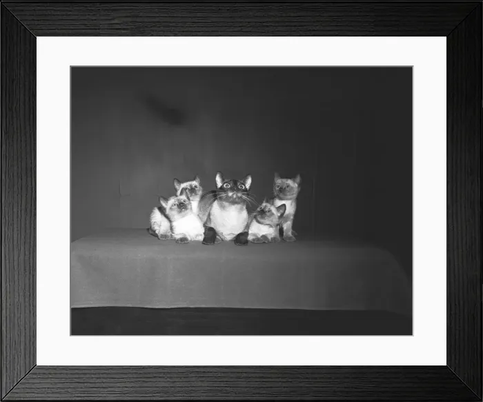 Framed Print : Siamese cat family, looking up, (B&W) Framed Print : Siamese cat family, looking up, (B&W)