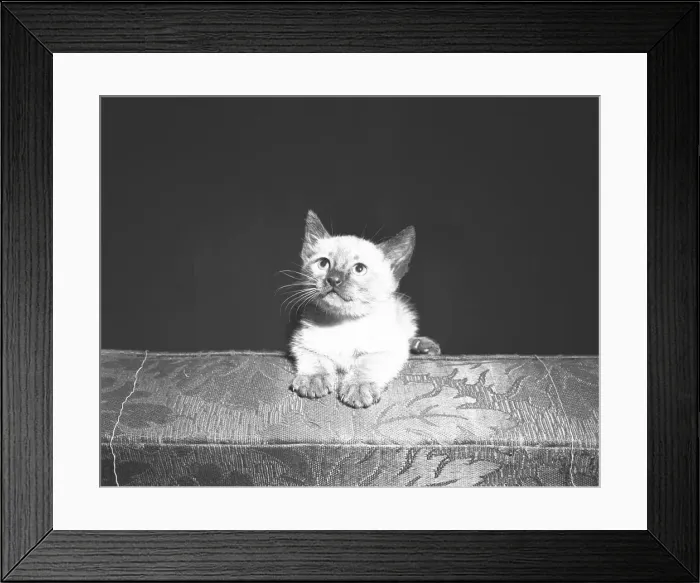 Framed Print : Kitten looking up, (B&W) Framed Print : Kitten looking up, (B&W)