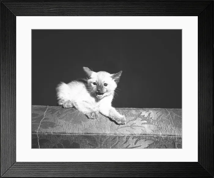 Framed Print : Kitten snarling, (B&W) Framed Print : Kitten snarling, (B&W)