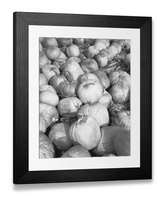Framed Print : Pumpkins on field, (B&W) Framed Print : Pumpkins on field, (B&W)