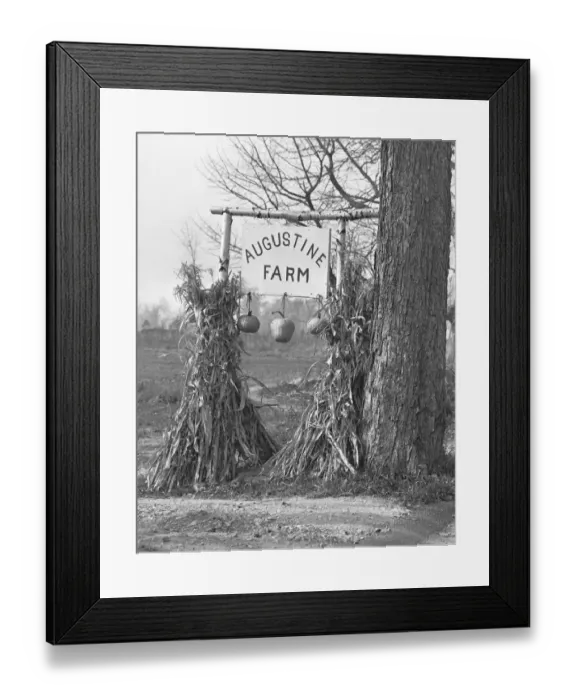 Framed Print : Board decorated with pumpkins on farm, (B&W) Framed Print : Board decorated with pumpkins on farm, (B&W)