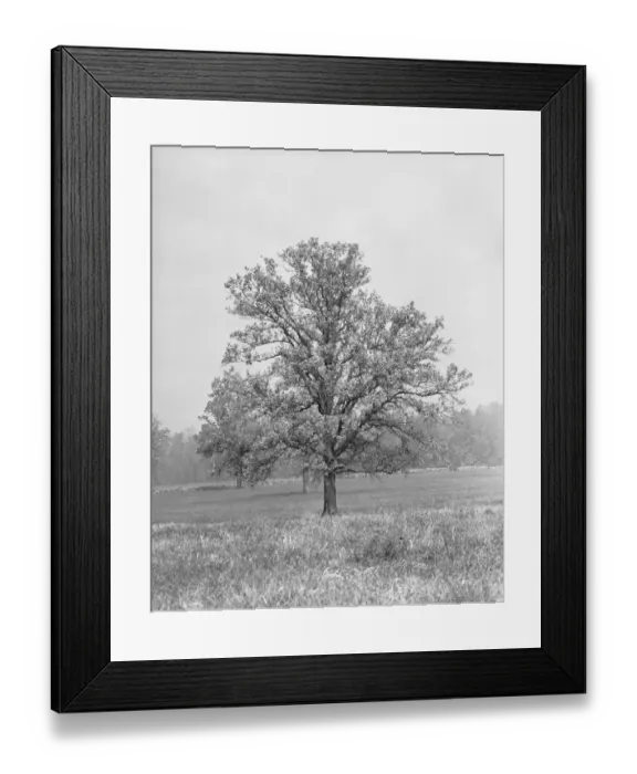 Framed Print : Single tree in field, (B&W) Framed Print : Single tree in field, (B&W)
