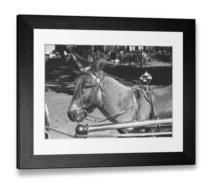 Framed Print : Mule standing in street, (B&W) Framed Print : Mule standing in street, (B&W)