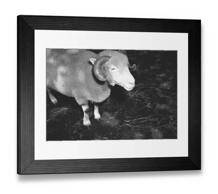 Framed Print : Ram, (B&W), elevated view