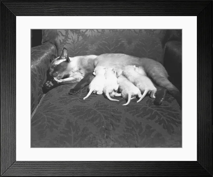Framed Print : Siamese cat feeding kittens, (B&W) Framed Print : Siamese cat feeding kittens, (B&W)