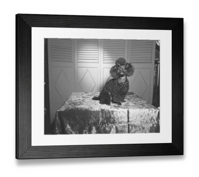 Framed Print : Poodle sitting on table (B&W) Framed Print : Poodle sitting on table (B&W)
