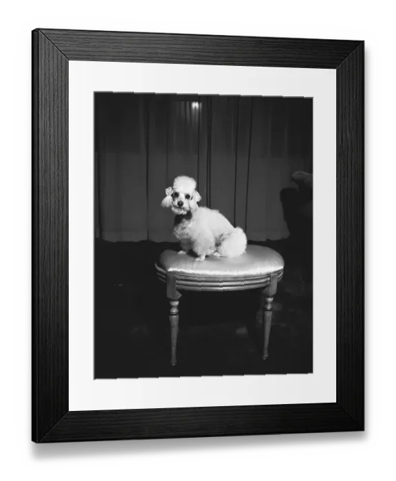 Framed Print : White poodle sitting on stool (B&W) Framed Print : White poodle sitting on stool (B&W)