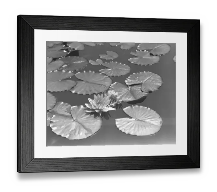Framed Print : Water lilies, (B&W), elevated view Framed Print : Water lilies, (B&W), elevated view