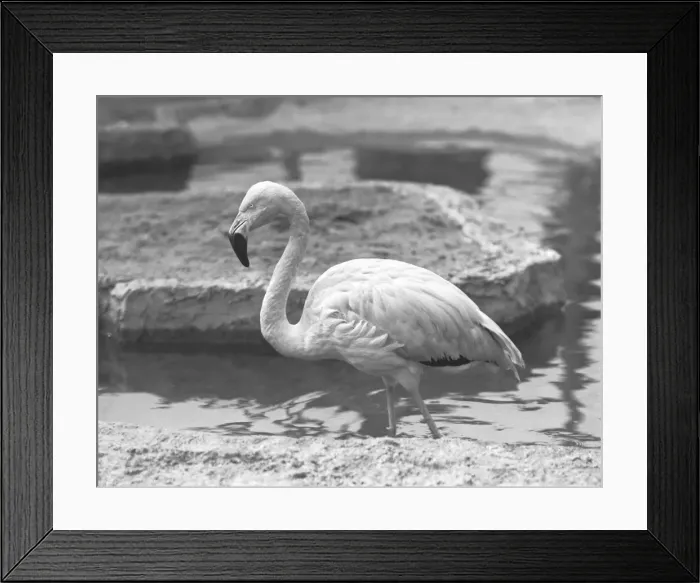 Framed Print : Flamingo wading in water, (B&W) Framed Print : Flamingo wading in water, (B&W)