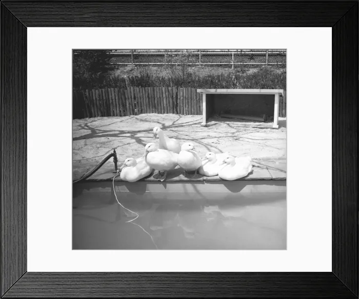 Framed Print : Ducks sitting at water edge, (B&W) Framed Print : Ducks sitting at water edge, (B&W)