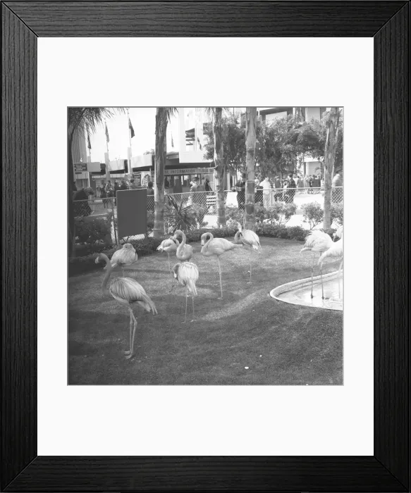 Framed Print : Flamingos in zoo, (B&W) Framed Print : Flamingos in zoo, (B&W)