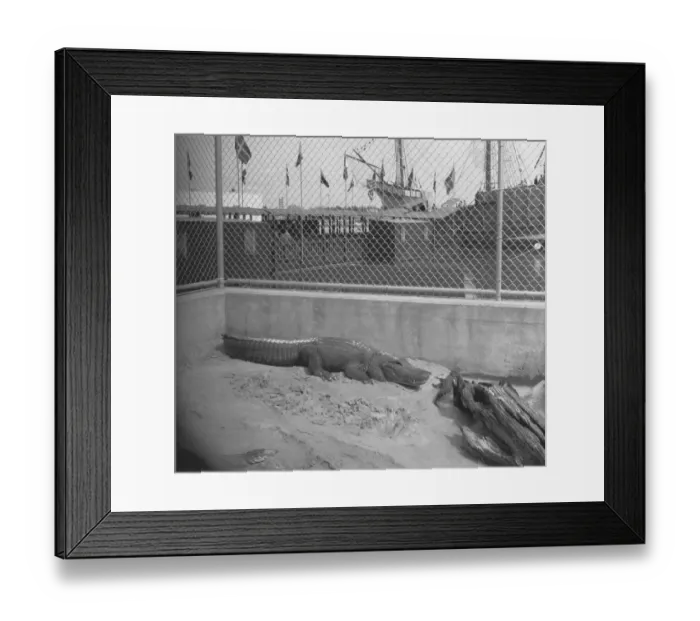 Framed Print : Crocodile in cage, (B&W), elevated view