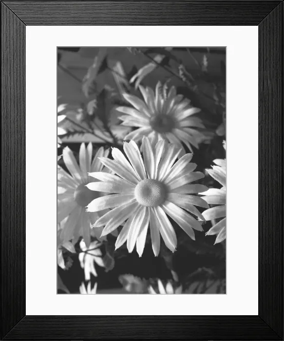 Framed Print : Blooming daisies, (B&W), close-up Framed Print : Blooming daisies, (B&W), close-up