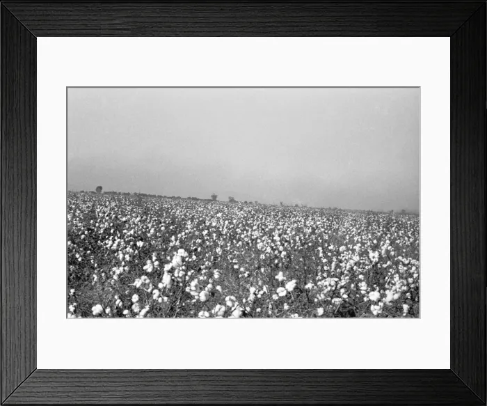 Framed Print : Flowering meadow, (B&W) Framed Print : Flowering meadow, (B&W)