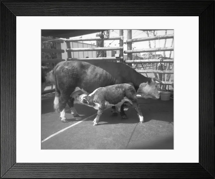 Framed Print : Cow feeding young calf in pound, (B&W) Framed Print : Cow feeding young calf in pound, (B&W)