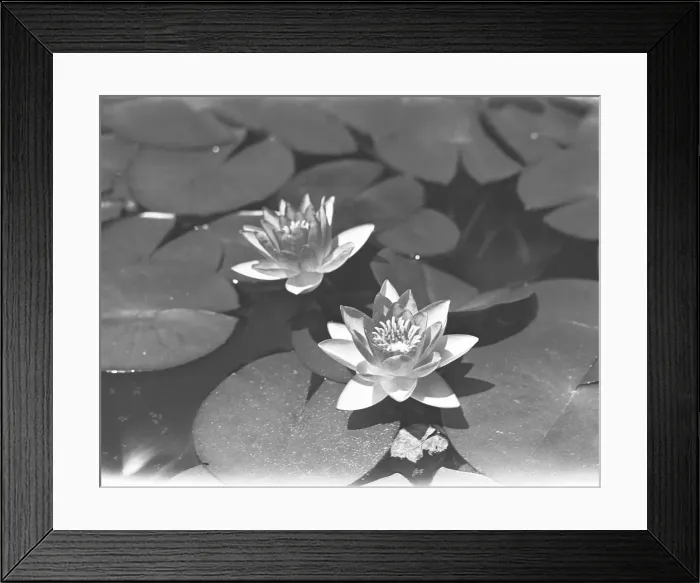 Framed Print : Water lilies on pond, (B&W), elevated view Framed Print : Water lilies on pond, (B&W), elevated view