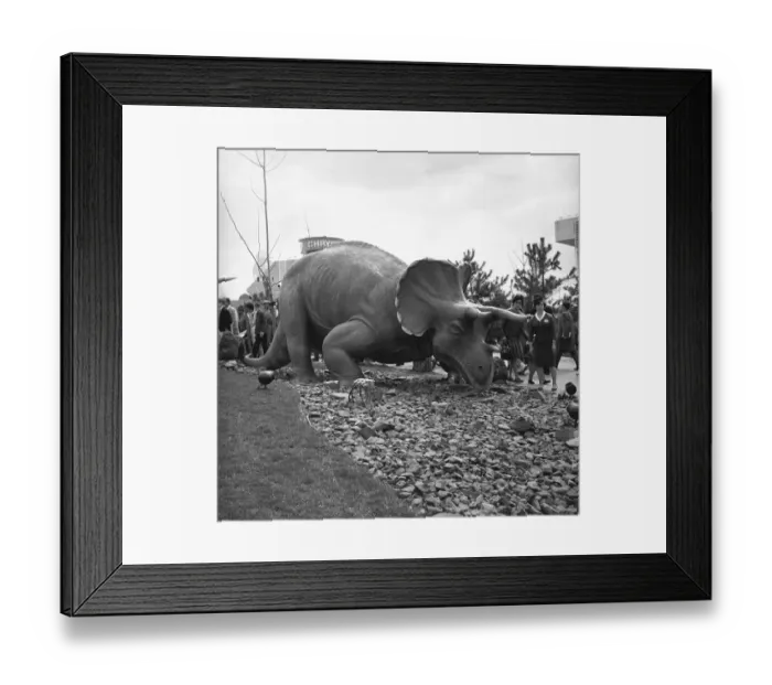 Framed Print : Triceratops model at jurassic park, (B&W)
