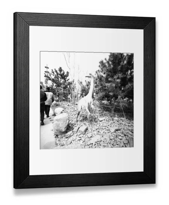 Framed Print : People visiting jurassic park, (rear view), (B&W)