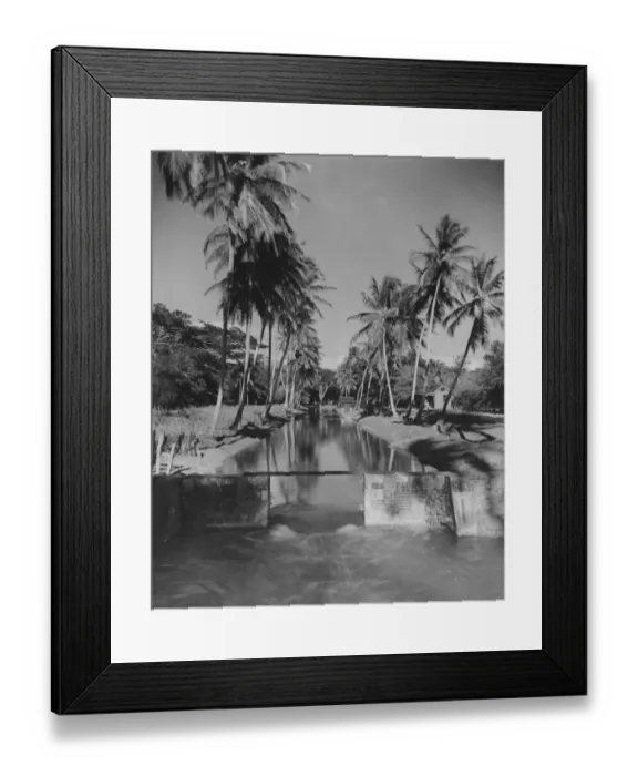 Framed Print : Palm trees lining river (B&W) Framed Print : Palm trees lining river (B&W)