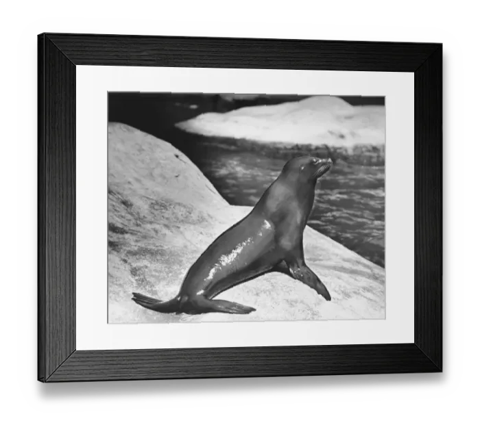 Framed Print : Seal lying on boulder (B&W) Framed Print : Seal lying on boulder (B&W)