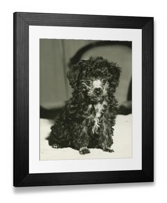 Framed Print : Poodle sitting indoors, (B&W), close-up Framed Print : Poodle sitting indoors, (B&W), close-up