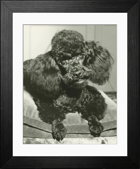 Framed Print : Poodle lying down on cushion, (B&W), close-up