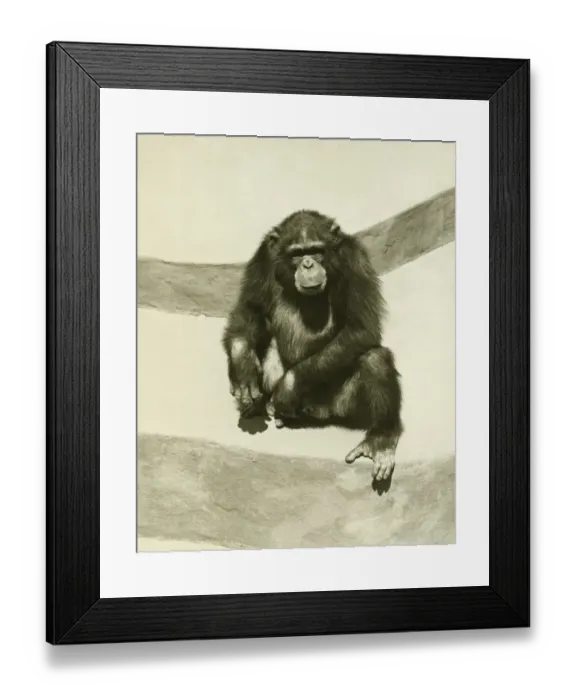 Framed Print : Orang-utan sitting on artificial rock, (B&W) Framed Print : Orang-utan sitting on artificial rock, (B&W)