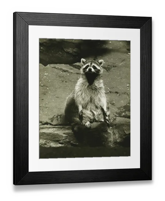 Framed Print : Raccoon sitting by water, (B&W) Framed Print : Raccoon sitting by water, (B&W)