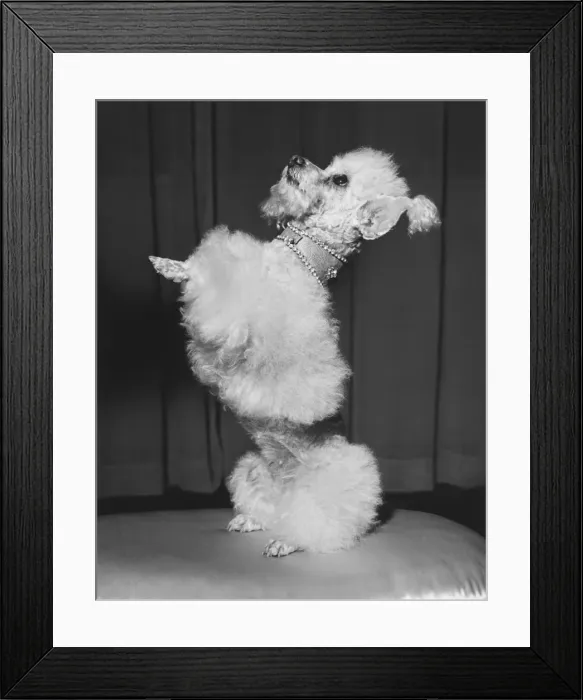 Framed Print : Poodle standing erect on stool, begging (B&W)