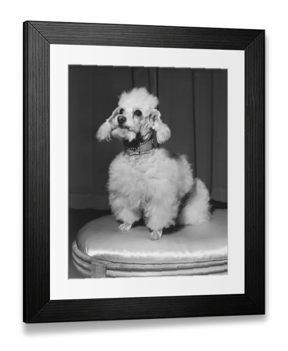 Framed Print : Poodle sitting on stool, (B&W)